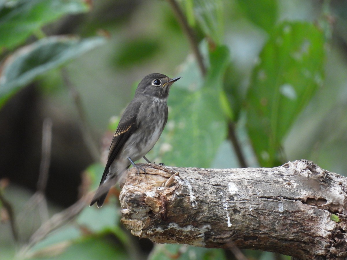 Gobemouche de Sibérie - ML649664628