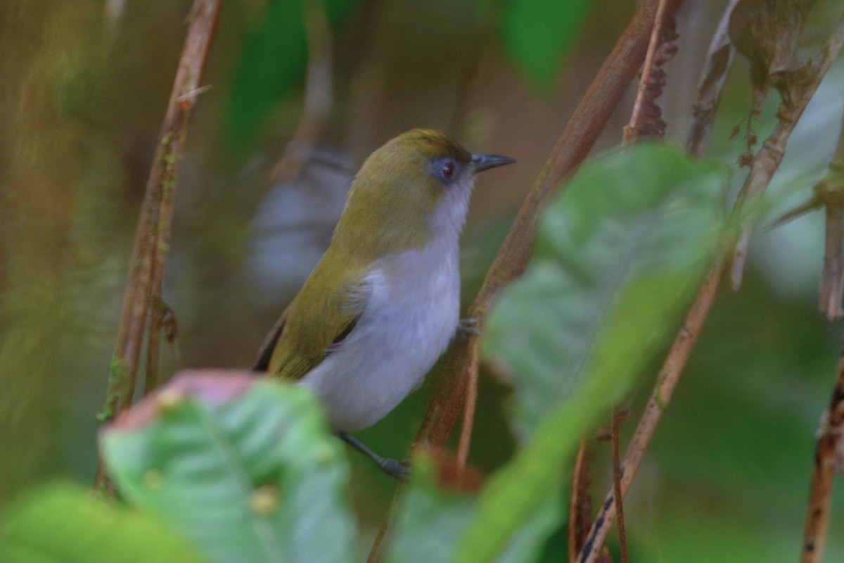 Makira White-eye - ML649664878