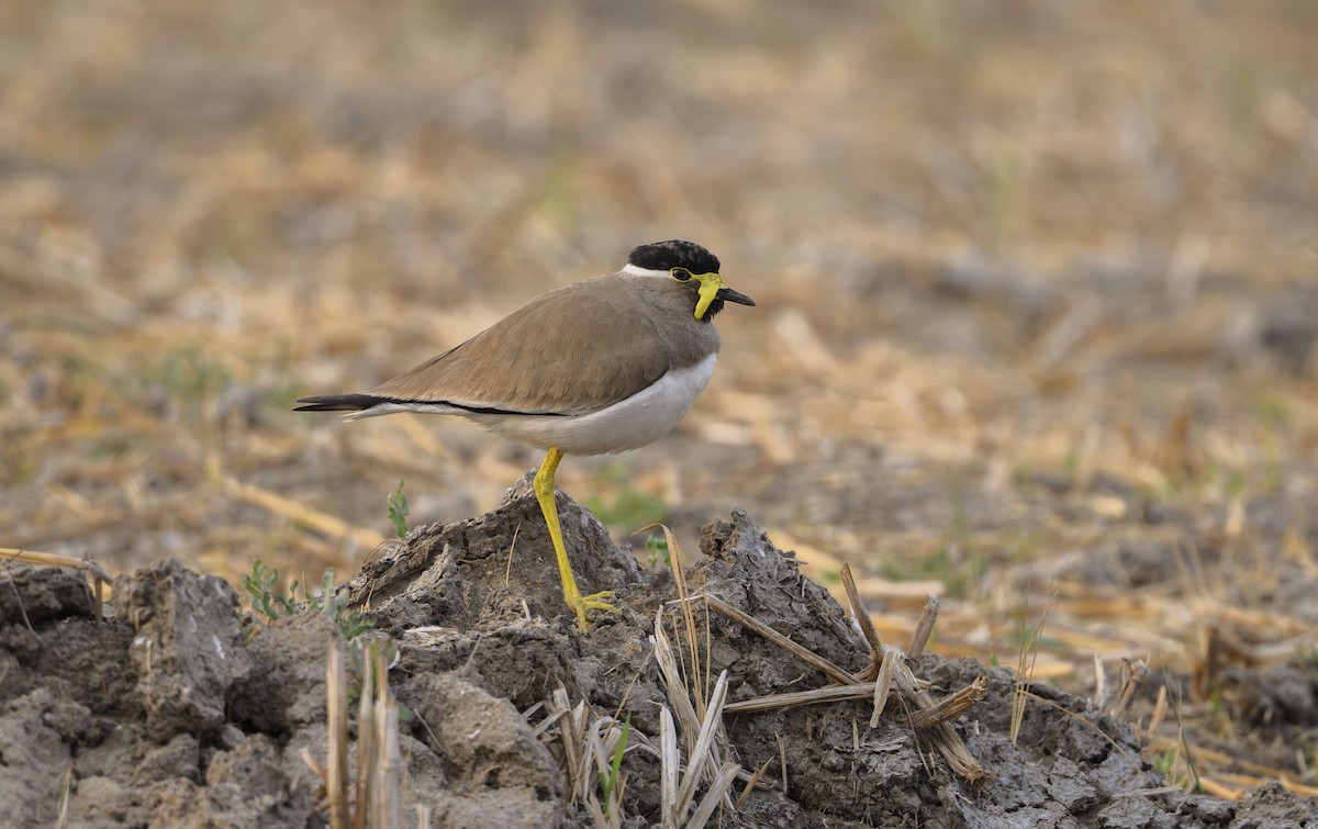Yellow-wattled Lapwing - Ishaan Lalbhai
