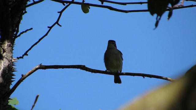 Küstenkordilleren-Kleintyrann - ML649665456