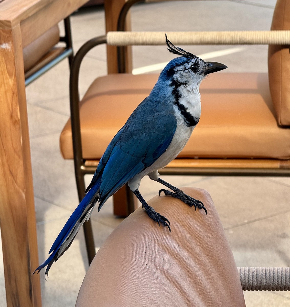 White-throated Magpie-Jay - ML649665525