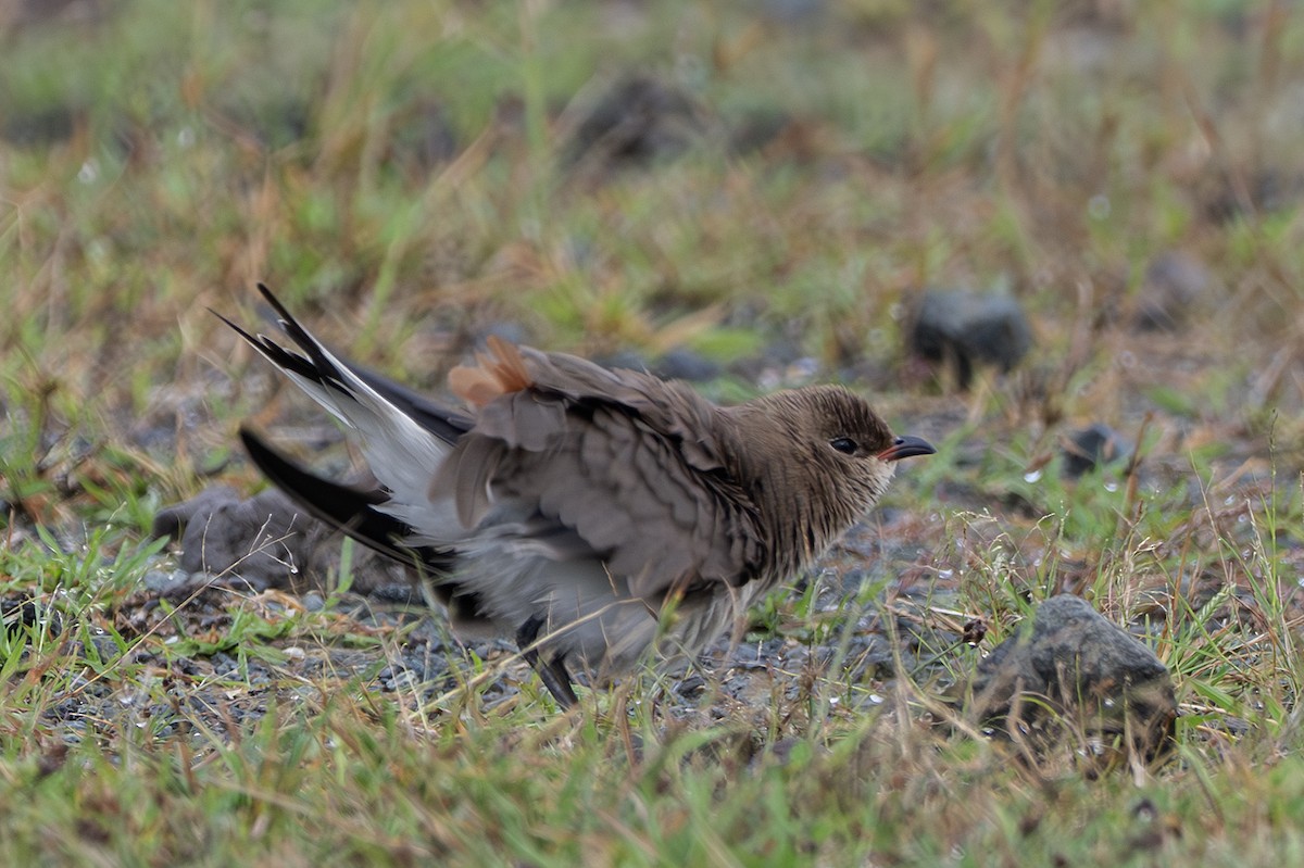 Collared Pratincole - ML649665685
