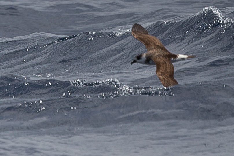 Black-capped Petrel - ML649665918