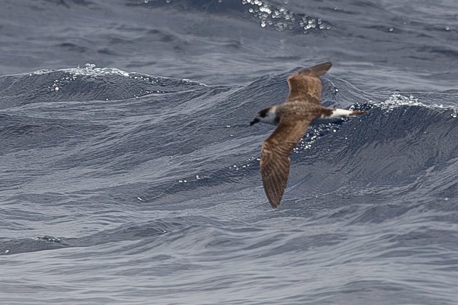 Black-capped Petrel - ML649665919