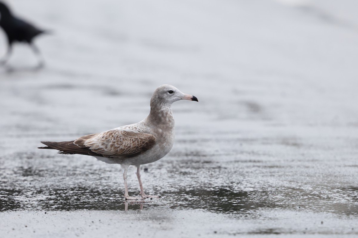 Мартин чорнохвостий - ML649666734