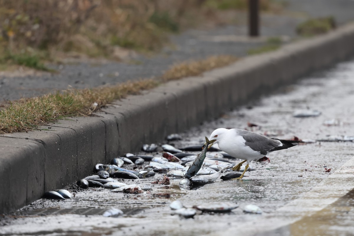 Мартин чорнохвостий - ML649666735