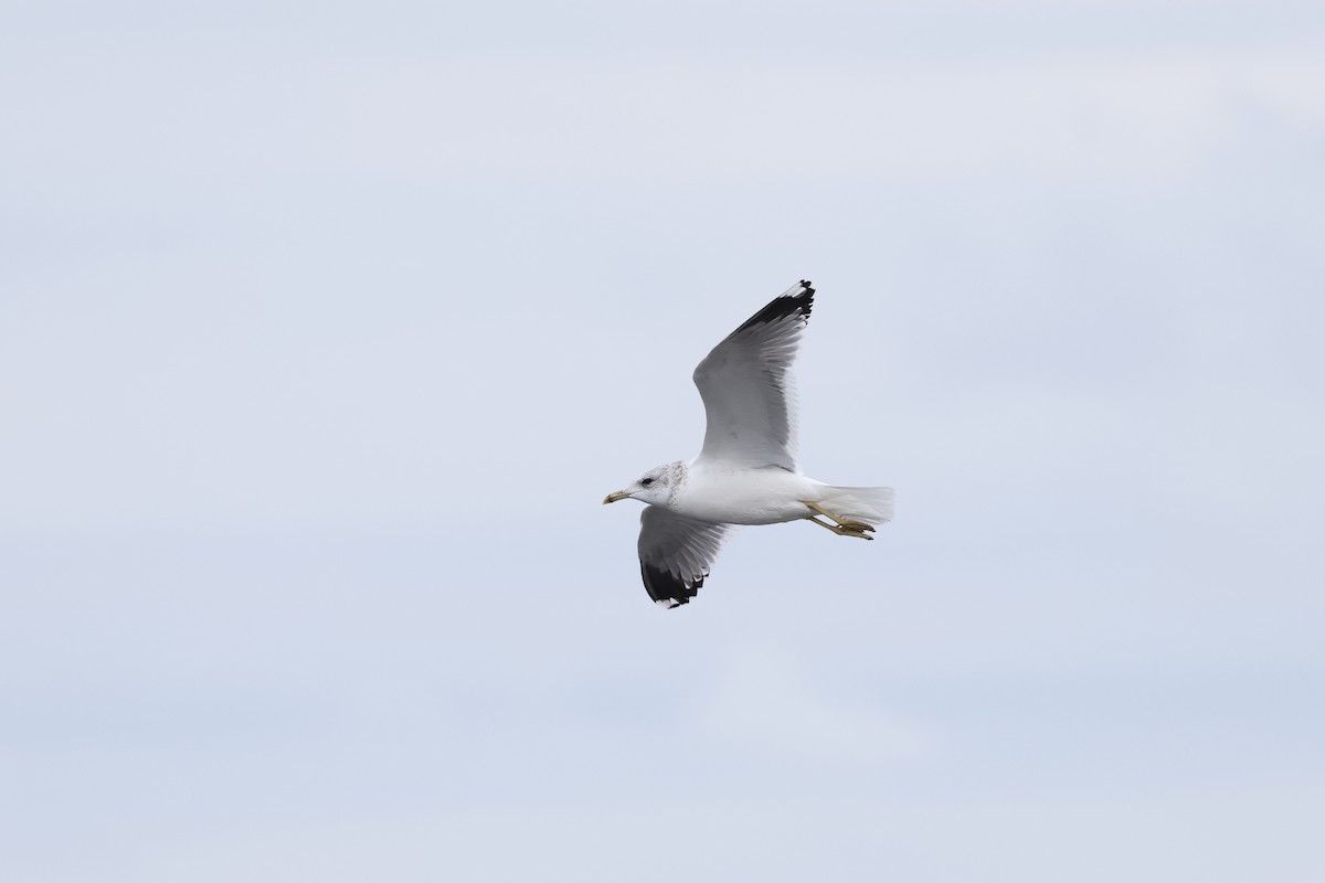 Мартин сивий - ML649666766