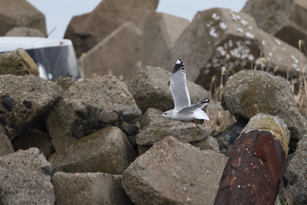 Мартин сивий - ML649666767