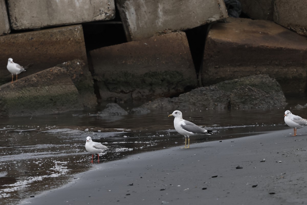 Мартин сивий - ML649666768