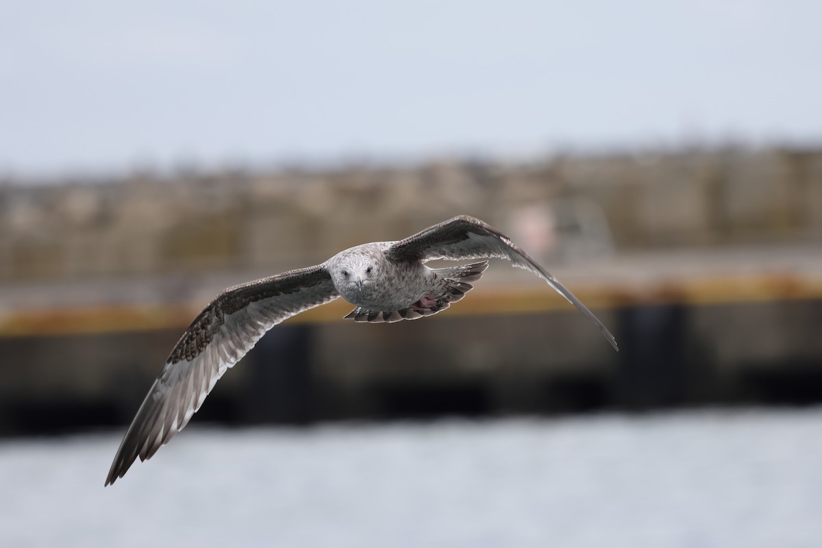 Мартин охотський - ML649666786