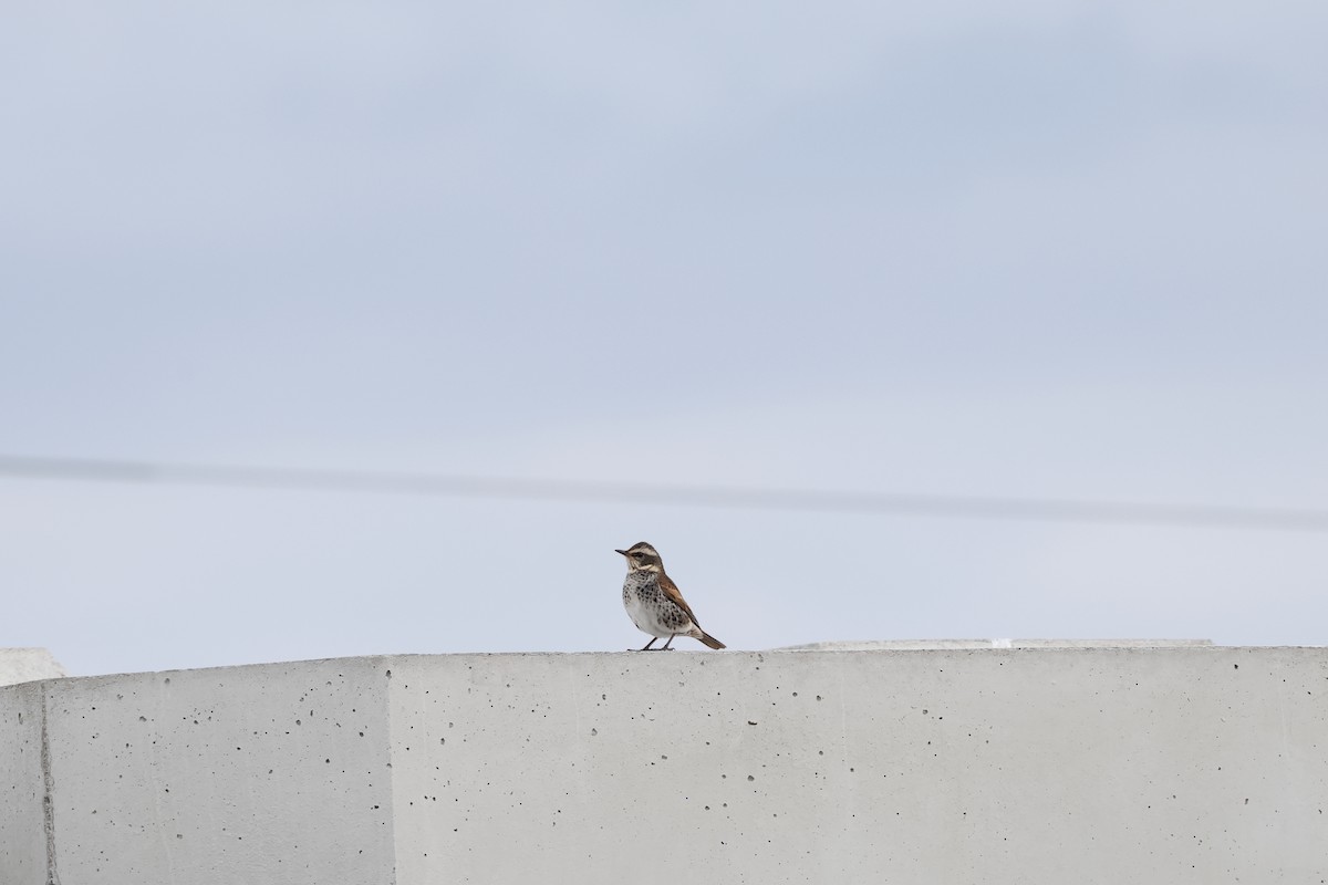 Дрізд темний - ML649666794