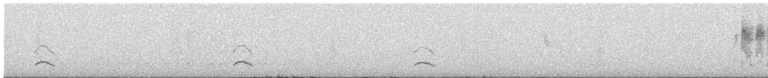 White-crested Elaenia (Chilean) - ML649666852