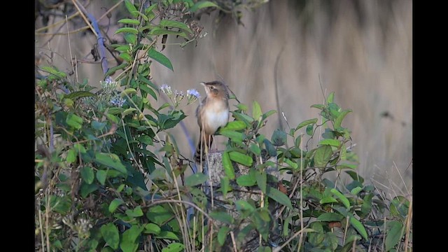 Bristled Grassbird - ML649667623