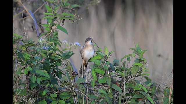 Bristled Grassbird - ML649667687