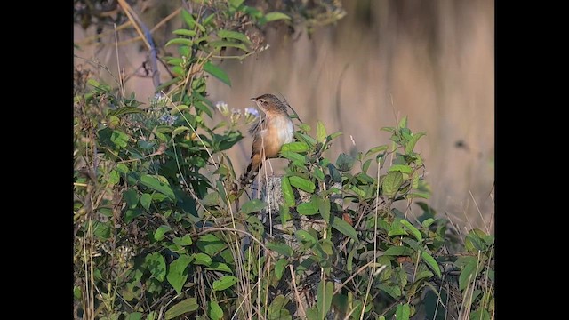 Bristled Grassbird - ML649667688