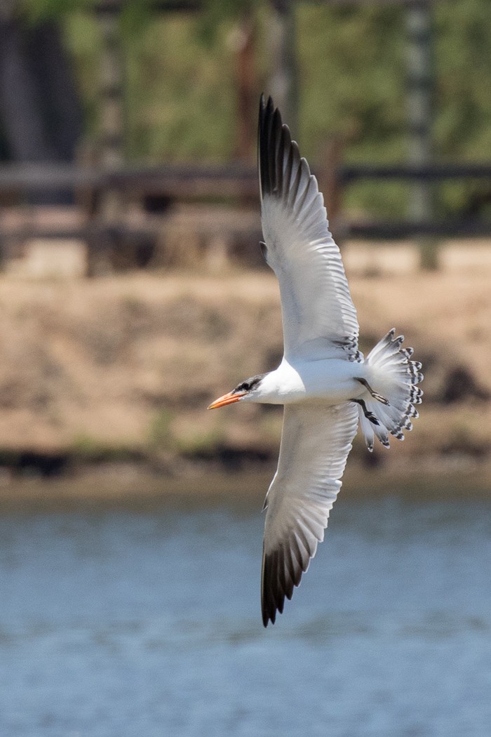 Caspian Tern - Garrett Lau