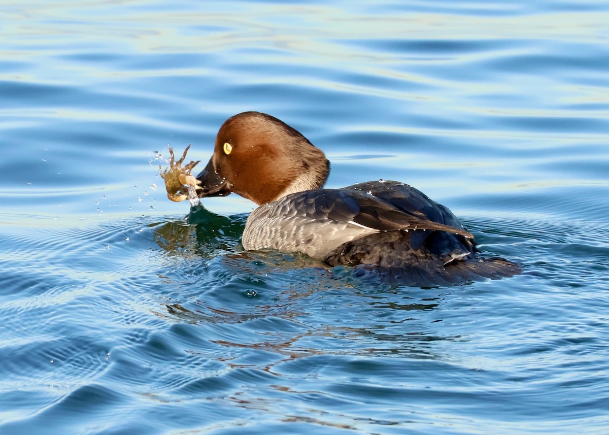 Quattrocchi - ML649667978