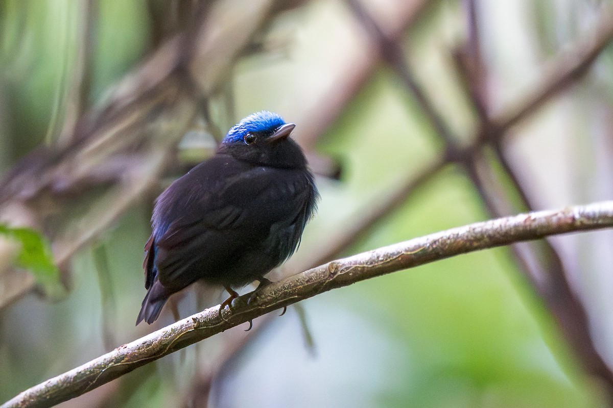 Blue-capped Manakin (Blue-capped) - ML649668307