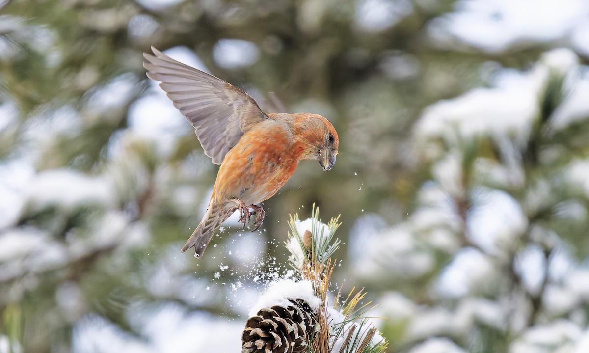 Parrot Crossbill - ML649668576