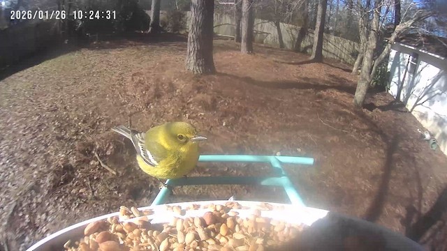 Kiefernwaldsänger - ML649668775