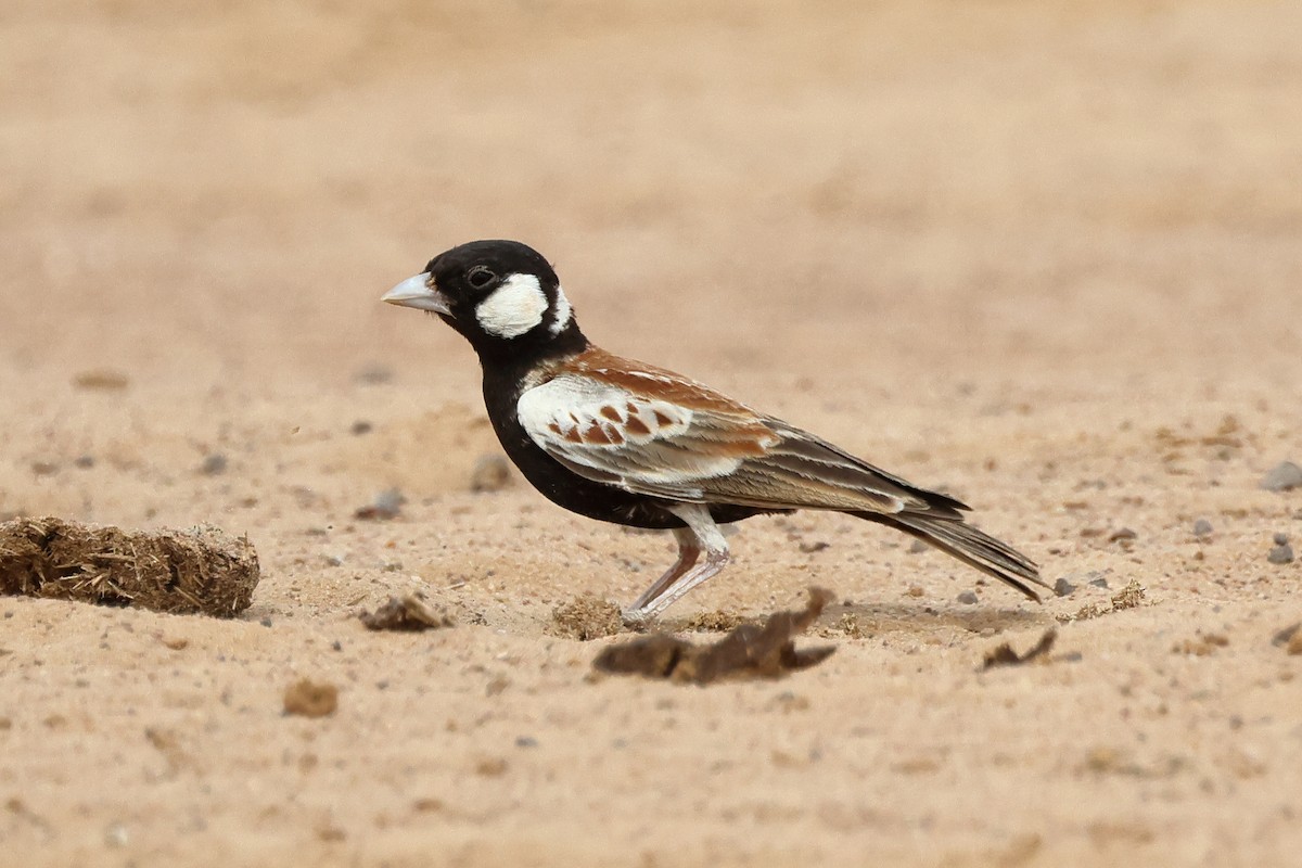 Chestnut-backed Sparrow-Lark - ML649670005