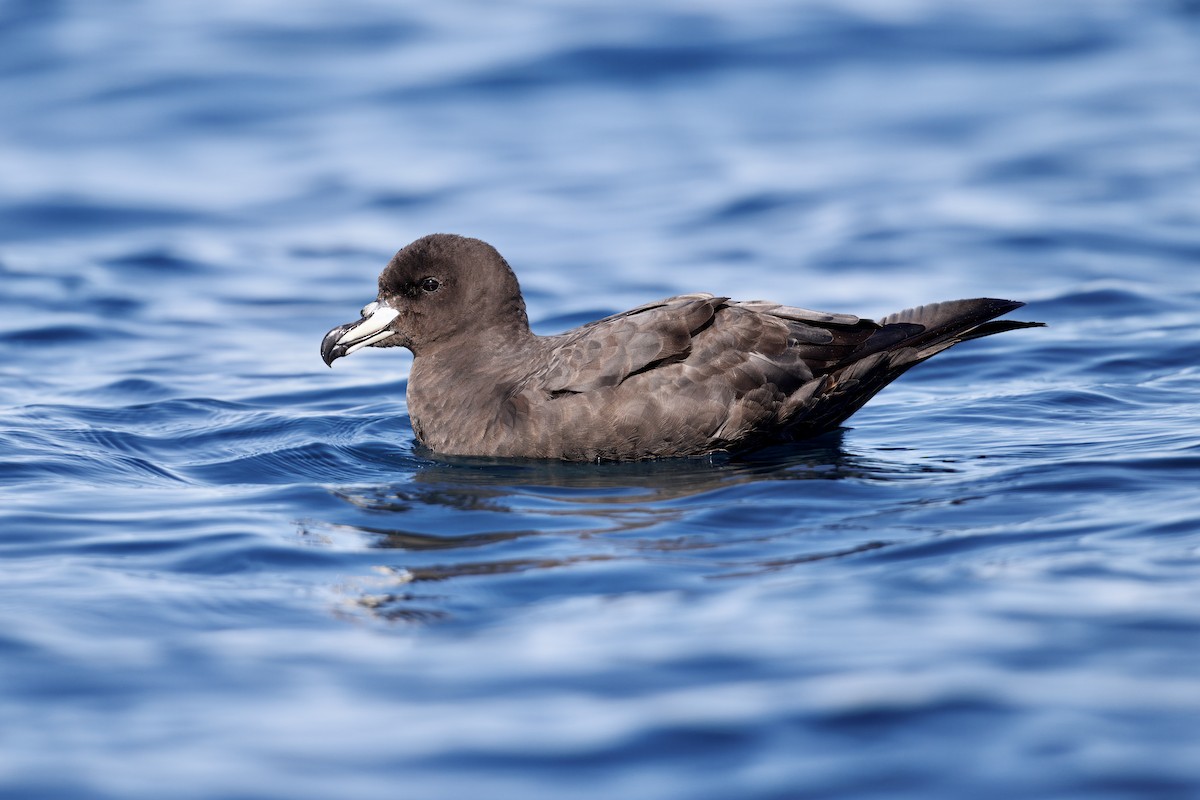 Westland Petrel - ML649670351