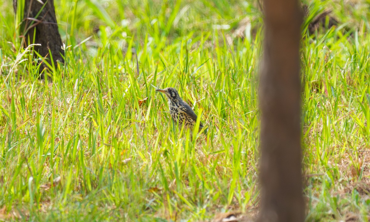 Groundscraper Thrush - ML649670787