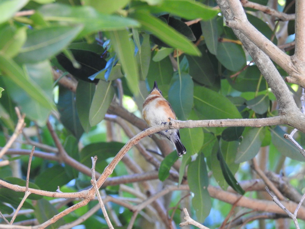 Kap Batisi - ML649671105