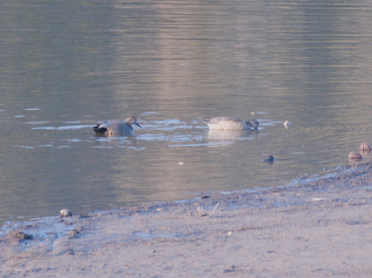 Canapiglia - ML649671684