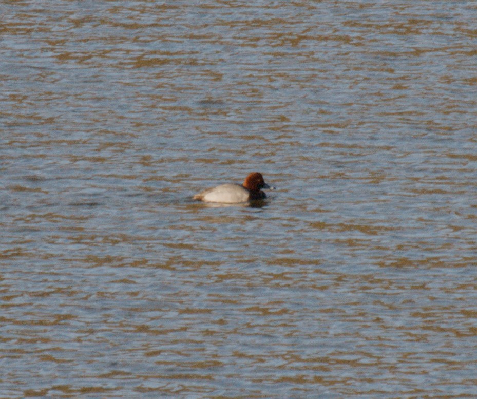 Redhead - ML649671704