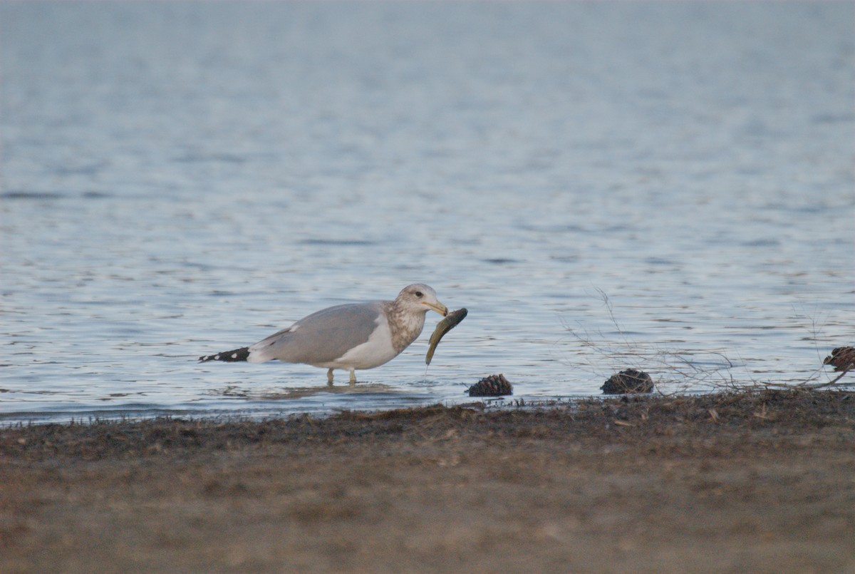 California Gull - ML649671717