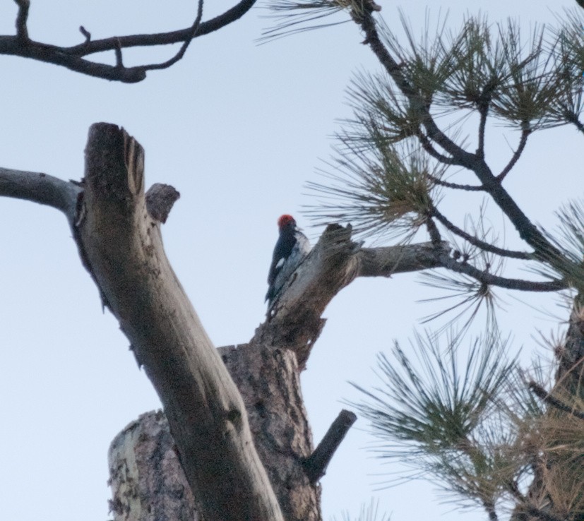 Acorn Woodpecker - ML649671720