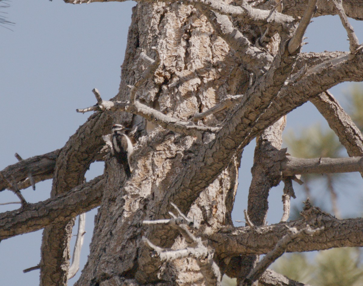 Hairy Woodpecker - ML649671723