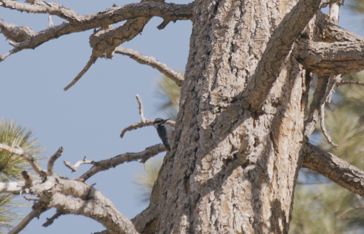 Hairy Woodpecker - ML649671724