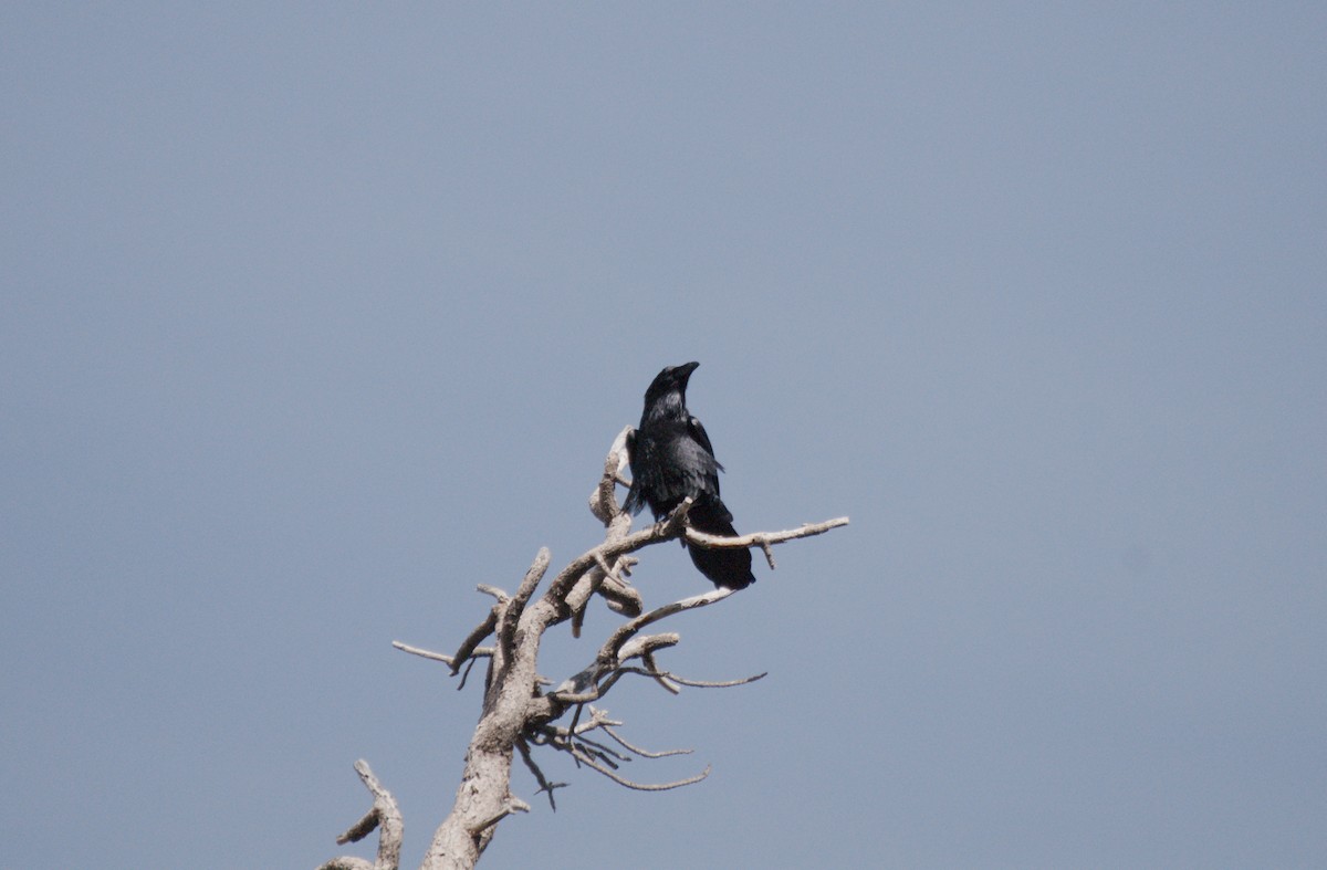 Corvo imperiale - ML649671750