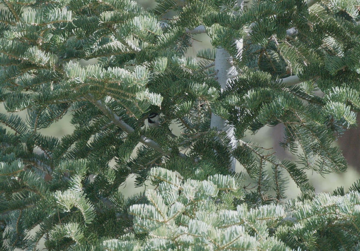 Mountain Chickadee - ML649671754