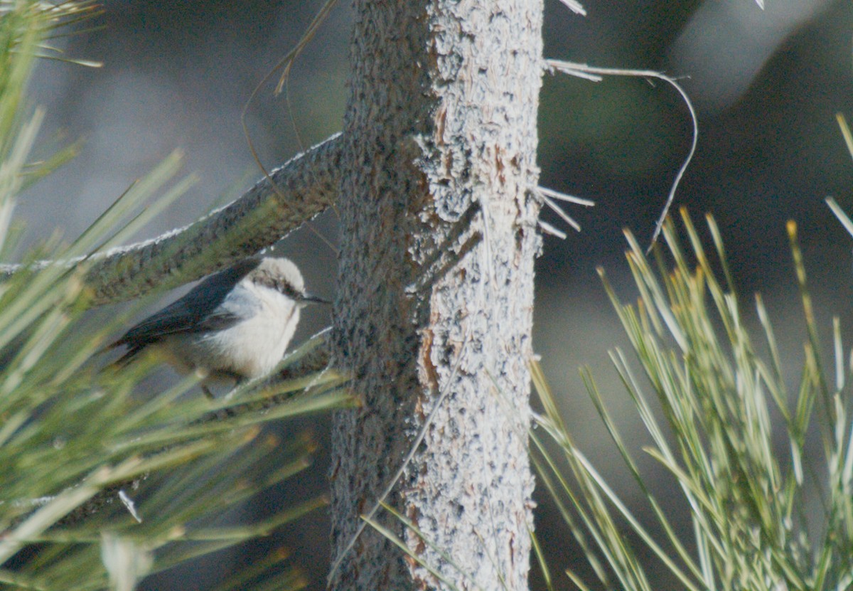Pygmy Nuthatch - ML649671760