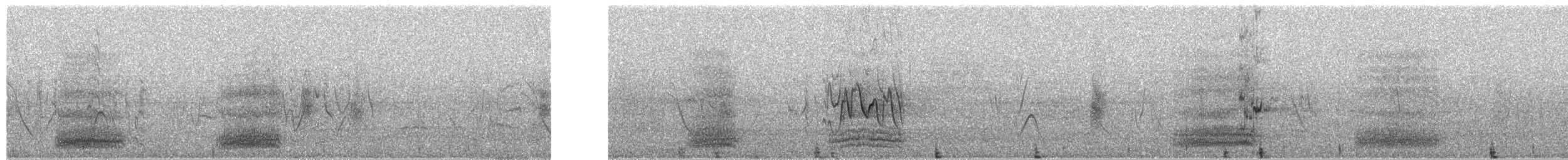 Pied Crow - ML649671809