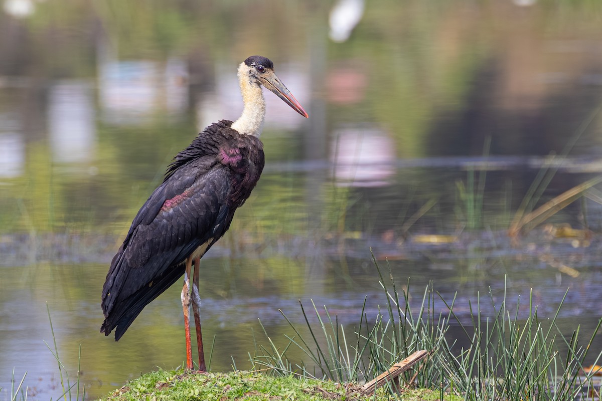 Лелека білошиїй - ML649672418