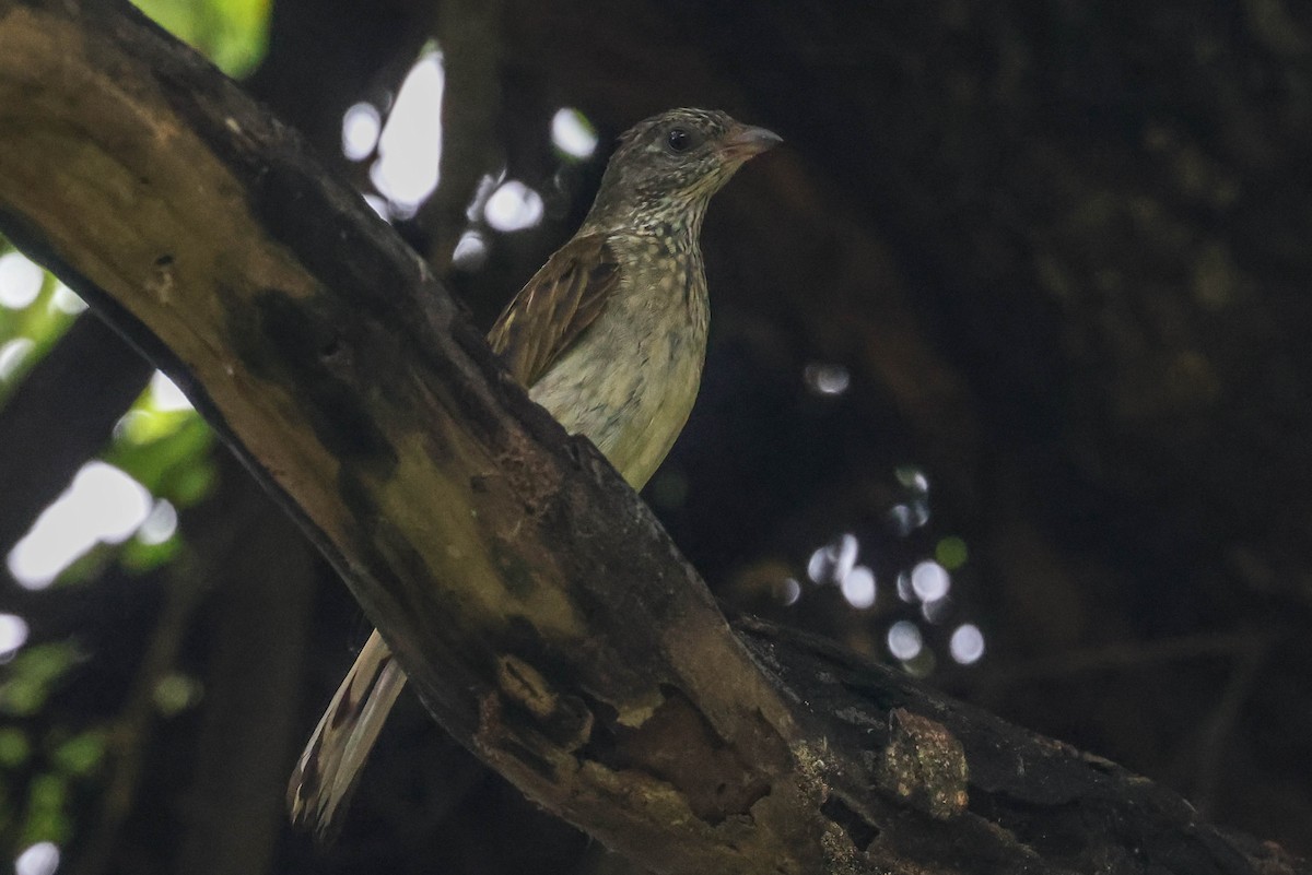 Scaly-throated Honeyguide - ML649672943