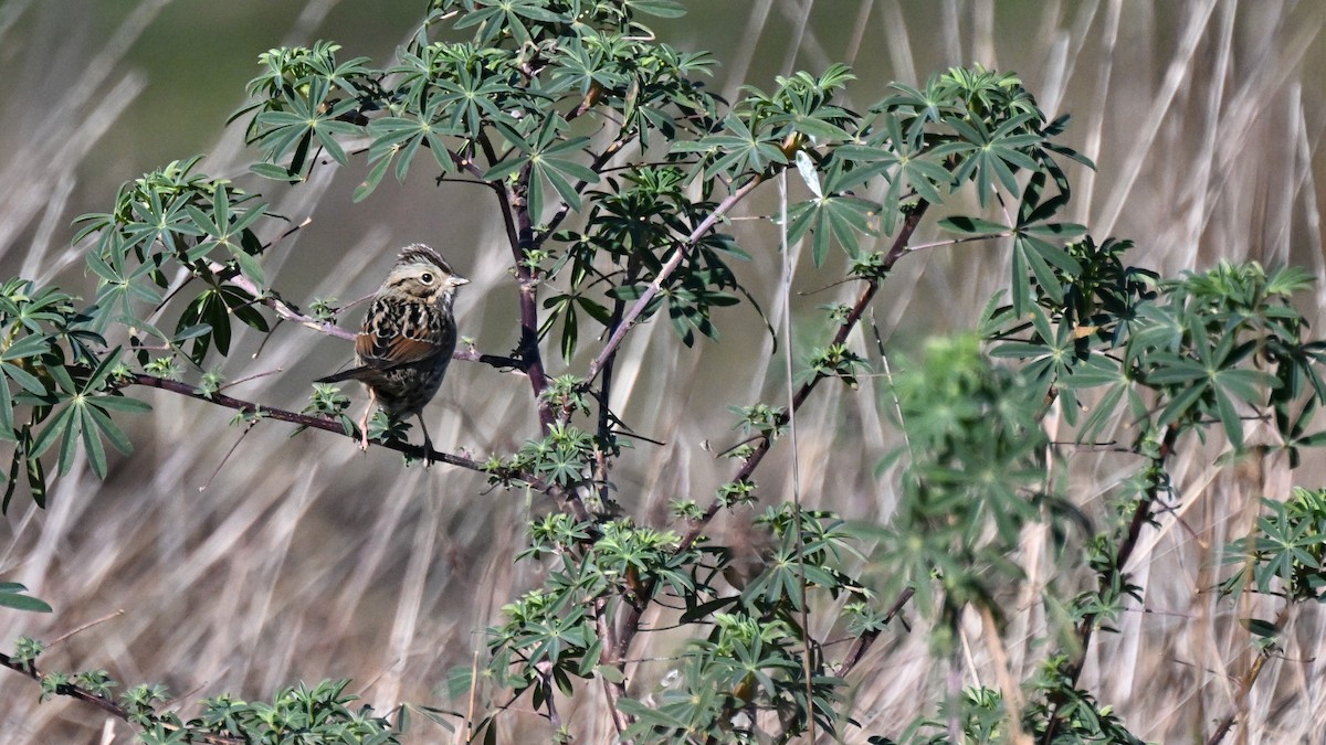 ヒメウタスズメ - ML649673175