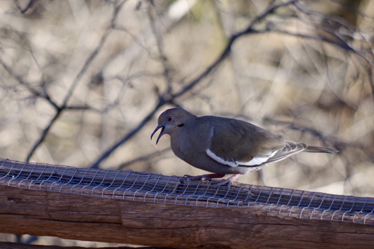 hvitvingedue - ML649675260