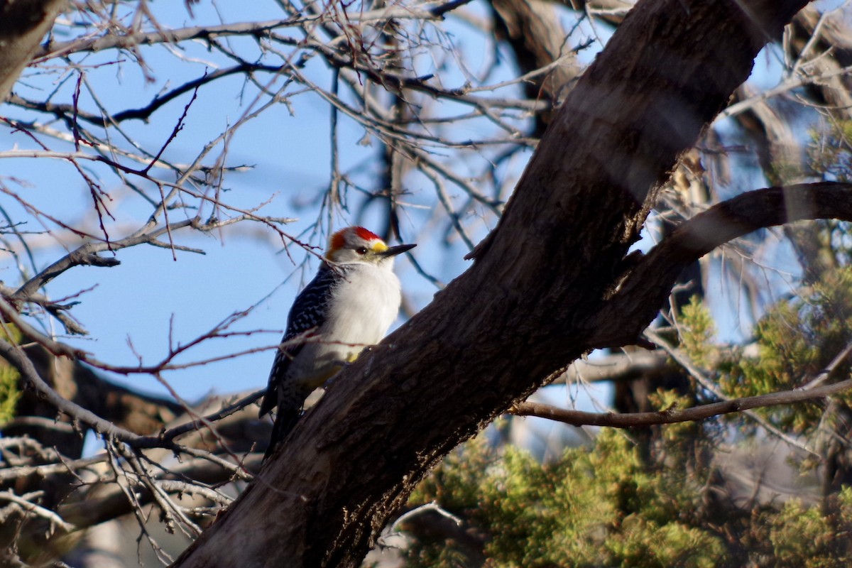 mesquitespett - ML649675263