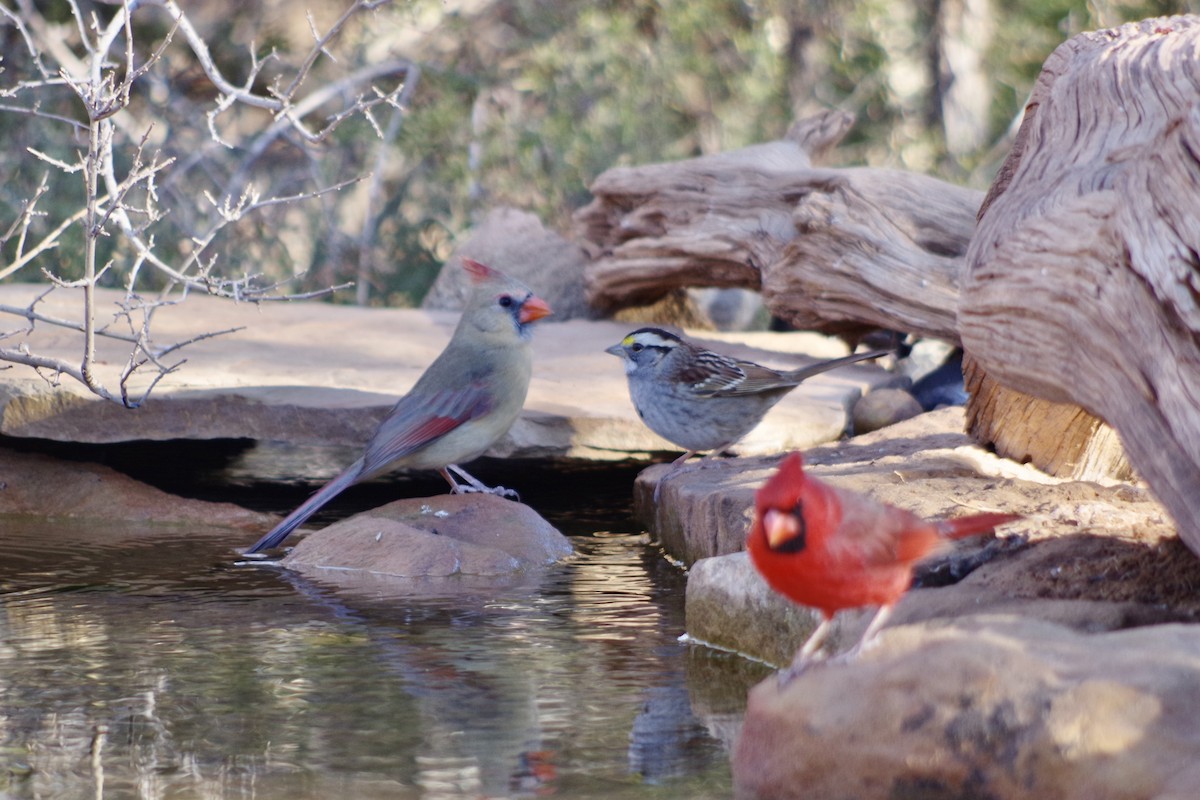 rødkardinal - ML649675266