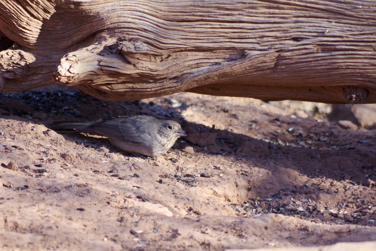 ravinetovi - ML649675269