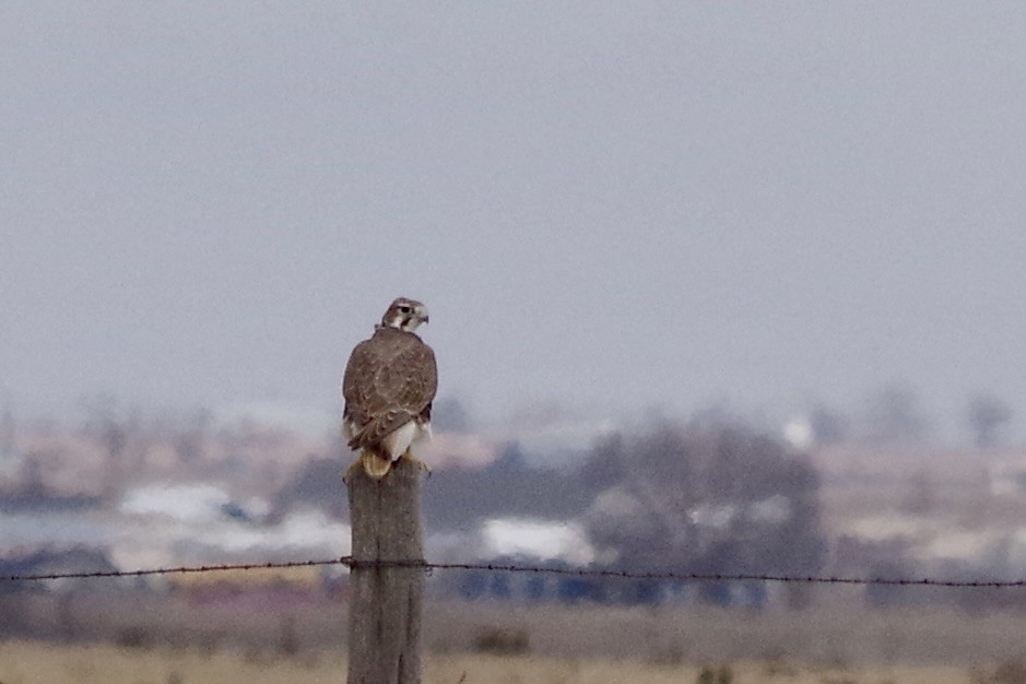 præriefalk - ML649675291