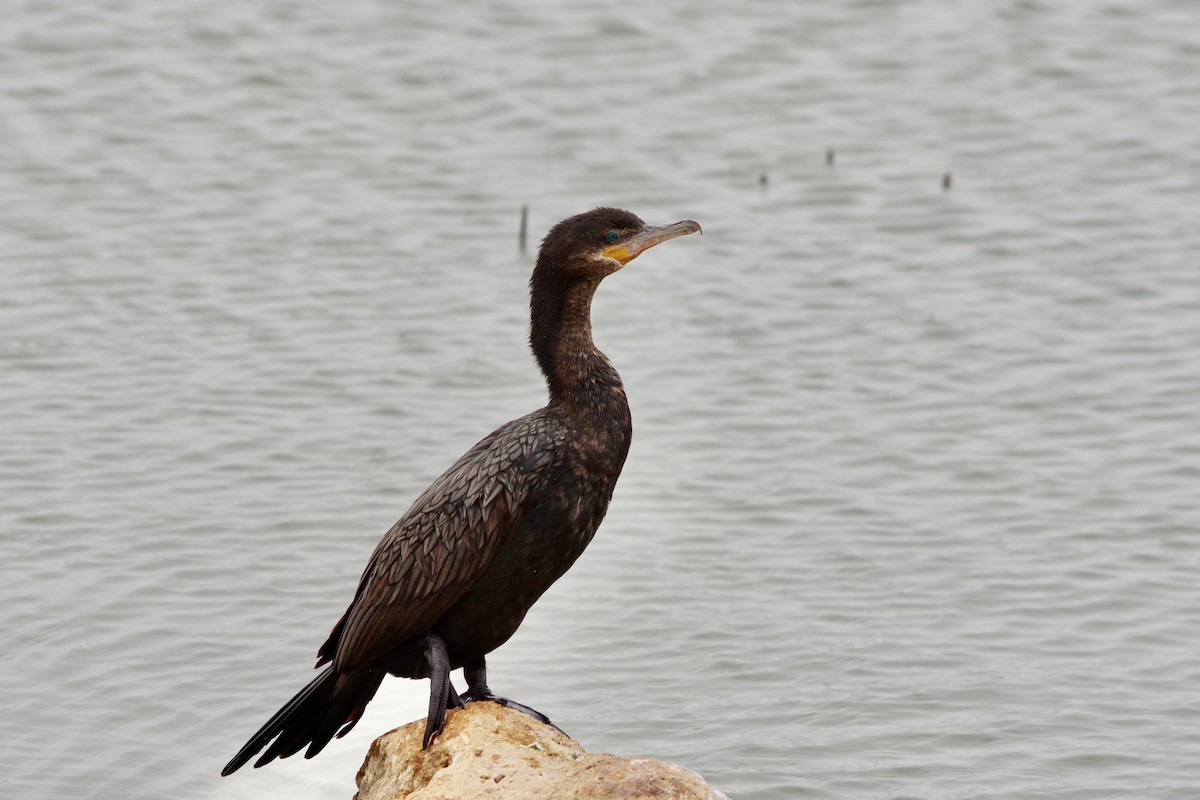 flodskarv - ML649675662