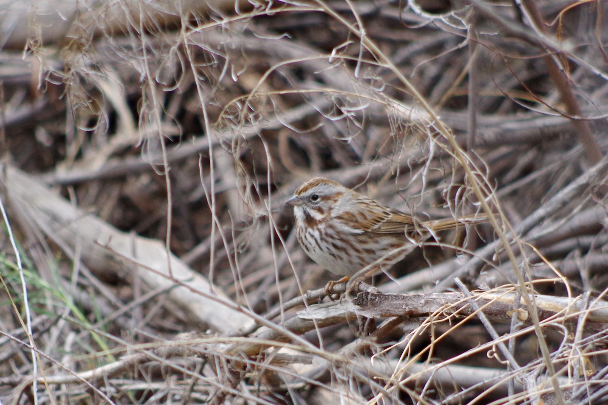 sangspurv - ML649675749