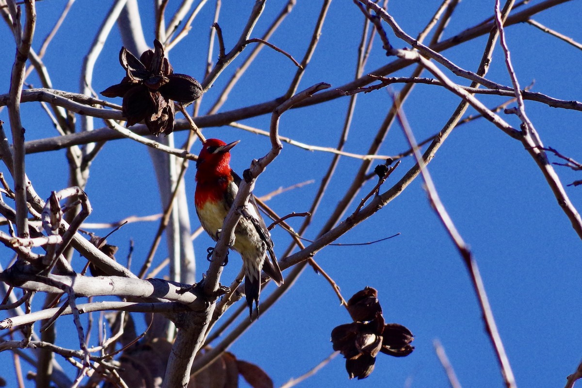 rødbrystsevjespett - ML649675889