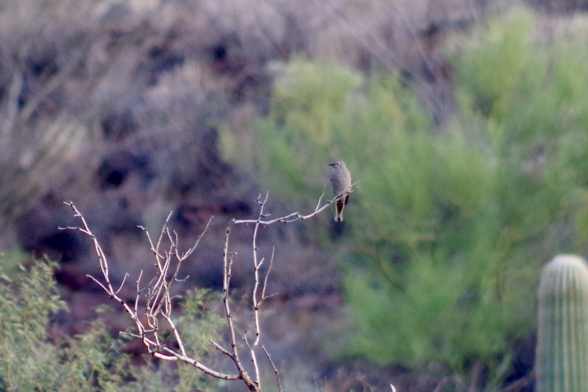 gråsolitærtrost - ML649675977